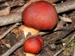 Cortinarius persplendidus