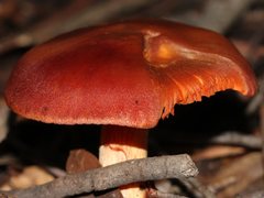 Cortinarius persplendidus