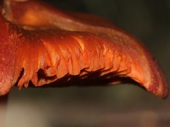 Cortinarius persplendidus