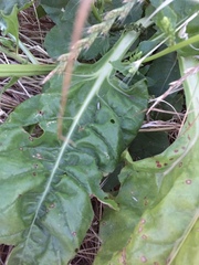 Beta vulgaris vulgaris