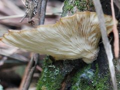 Pleurotus australis