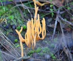 Clavulinopsis amoena