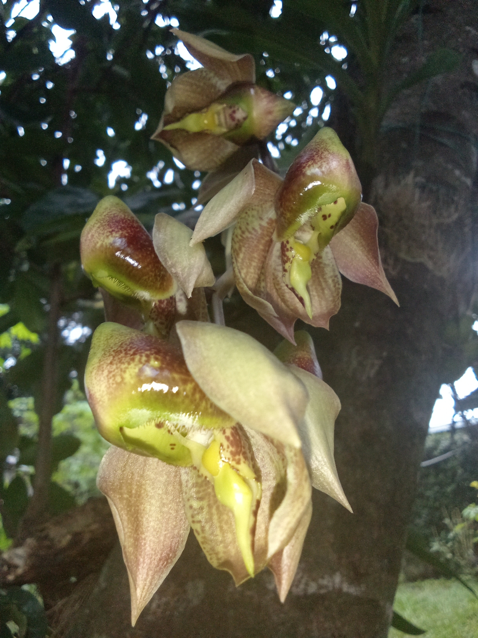 Imagem de Orquídea-cara-de-macaco