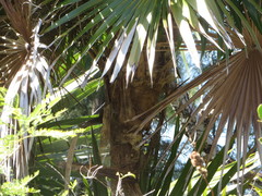 Coccothrinax argentata