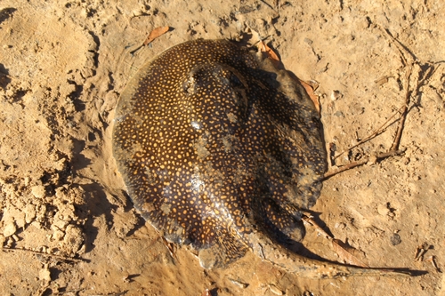 Largespot river stingray (Potamotrygon falkneri) — Potamotrygonidae — 2