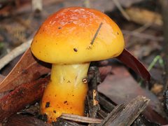 Cortinarius sinapicolor