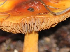 Cortinarius sinapicolor