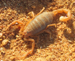 Parabuthus granulatus