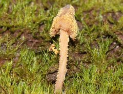 Neobarya agaricicola