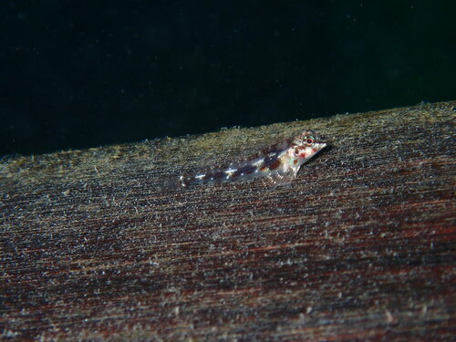 Helcogramma chica observed 2024-04-29