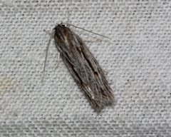 Leistarcha scitissimella