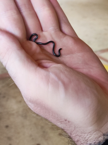 Taylor's Blind Snake