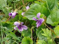 Viola kamtschadalorum