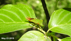 Acanthosoma labiduroides