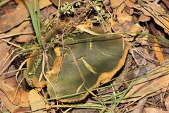 Cortinarius austrovenetus