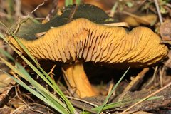Cortinarius austrovenetus