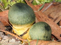 Cortinarius austrovenetus