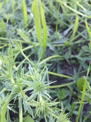 Eryngium vaseyi