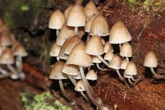 Mycena subgalericulata