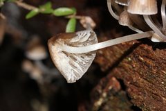 Mycena subgalericulata