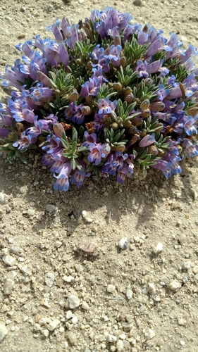 Stemless Beardtongue (Penstemon acaulis)