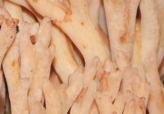 Ramaria capitata ochraceosalmonicolor