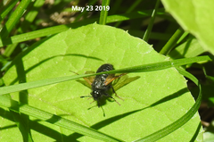 Cimbicidae