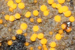 Cheilymenia raripila