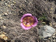 Calochortus plummerae