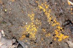 Cheilymenia raripila
