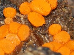 Cheilymenia raripila