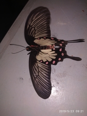 Pachliopta pandiyana