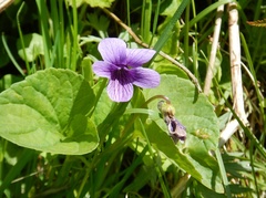 Viola kamtschadalorum