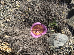 Calochortus plummerae
