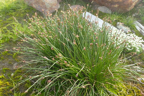 Juncus beringensis iNat (1)