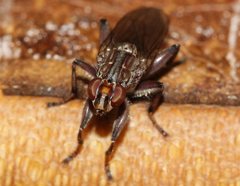 Tapeigaster nigricornis