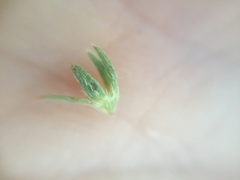 Plagiobothrys undulatus