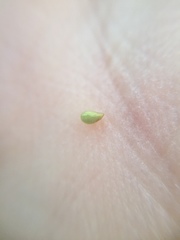 Plagiobothrys undulatus