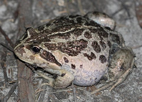 Eastern Banjo Frog, photo 6 of 7