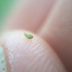 Plagiobothrys undulatus