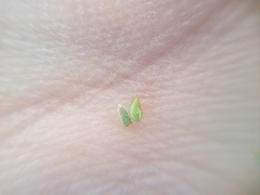 Plagiobothrys undulatus