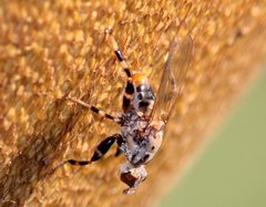 Tapeigaster cinctipes