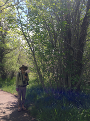 Alnus incana tenuifolia