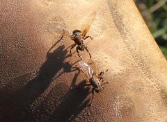 Tapeigaster cinctipes