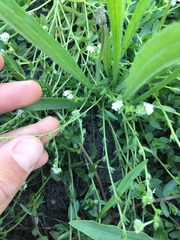 Plagiobothrys undulatus