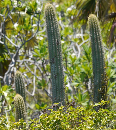 Pilosocereus jamaicensis Proctor