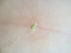 Plagiobothrys undulatus