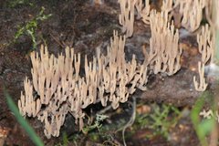 Artomyces austropiperatus