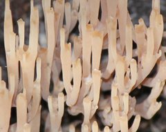 Artomyces austropiperatus
