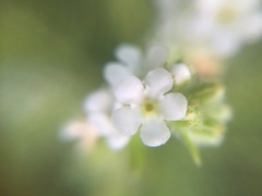 Plagiobothrys undulatus